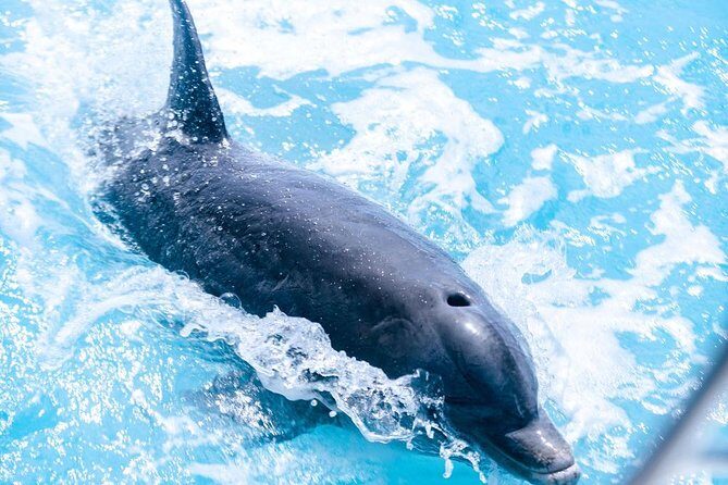 Private Boat Tours to outer islands, snacks drinks- snorkel- cruise! - An Introduction to the Experience