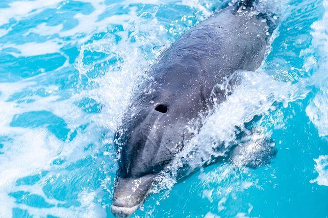 Private Boat Tours to outer islands, snacks drinks- snorkel- cruise! - Who Should Consider This Tour?