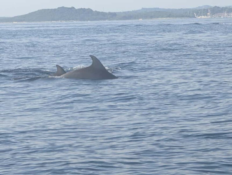 Private boat trips in Porec: Dolphin watching at sunset - Detailed Breakdown of the Itinerary