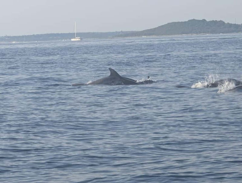 Private boat trips in Porec: Dolphin watching at sunset - Authentic Experiences and Reviews