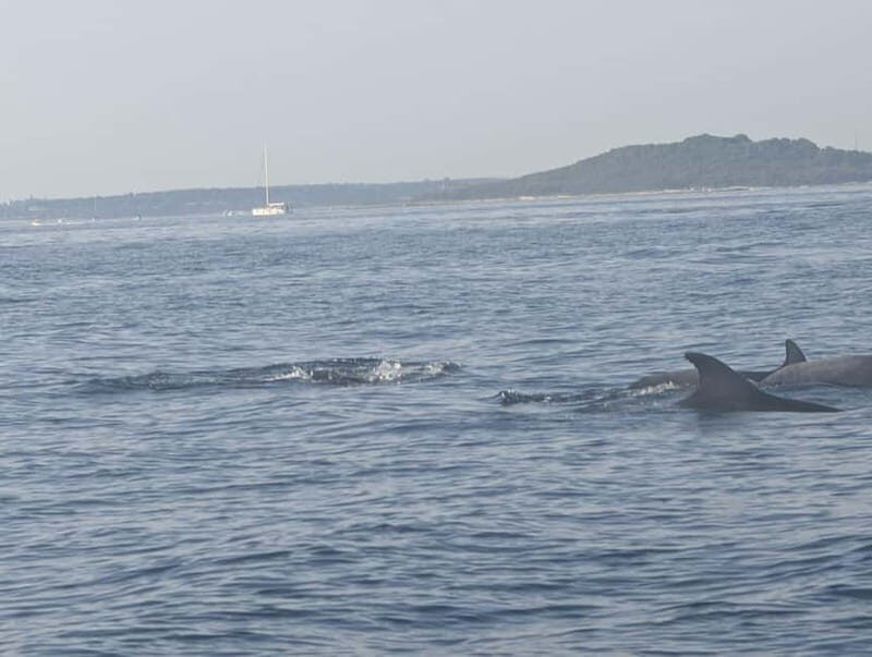 Private boat trips in Porec: Dolphin watching at sunset - FAQ