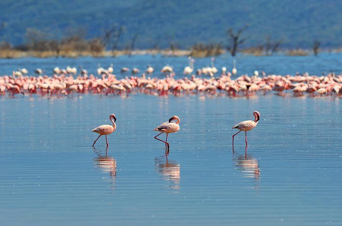 Private Bonaire Island Spanish Tour with Local Guide - Value and Price Analysis  