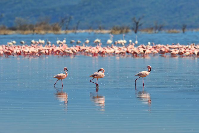 Private Bonaire Island Spanish Tour with Local Guide - Authenticity and Scenic Highlights  