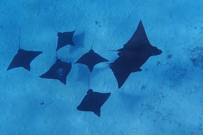 Private Bora Bora Lagoon Experience - Introduction