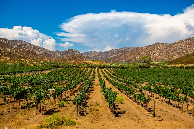 Private Boutique Wine Tour in Valle De Guadalupe - Inclusions and Exclusions