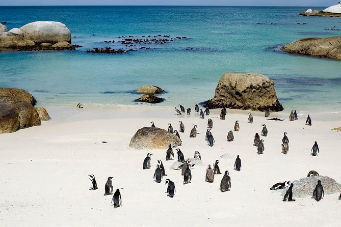 Private Cape Peninsula + Kirstenbosch Garden Full Day Guided Tour - Key Attractions