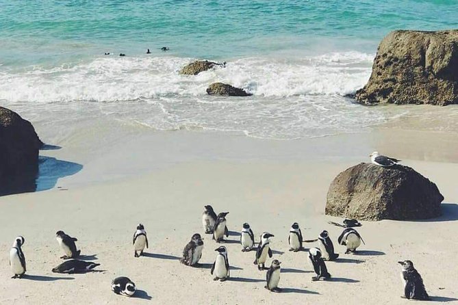 Private Cape Peninsula Tour - What to Expect