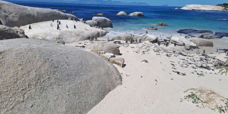 Private Cape Peninsula Tour Including Penguins - Good To Know