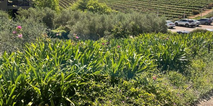 Private Cape Peninsula With Winelands Full-Day Tour. - Frequently Asked Questions