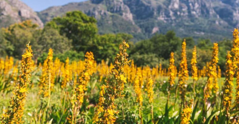 Private Cape Town and Garden Route Splendour - Good To Know