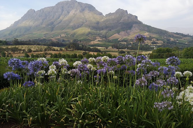 Private Cape Winelands Tour From Cape Town - Itinerary Highlights