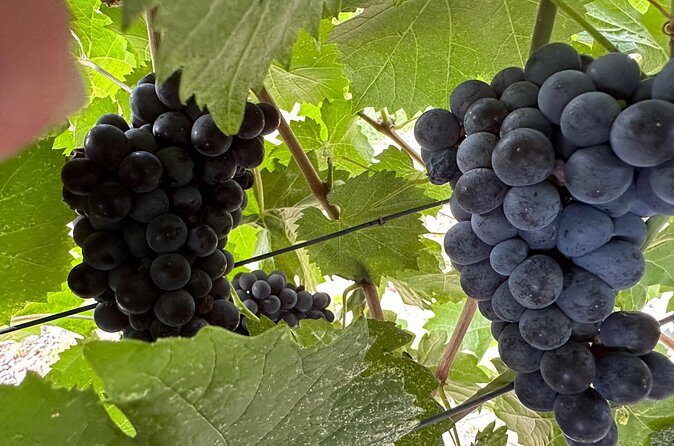 Private car tour in Sedona and Verde Valley experience - Final Thoughts: Is This Tour for You?