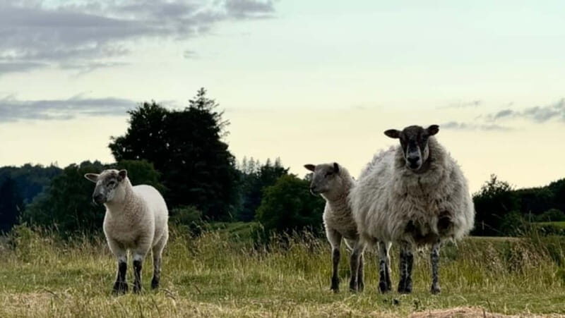Private Car Tour: Limerick to Clare, Shannon,Bunratty,Burren - An In-Depth Look at the Experience