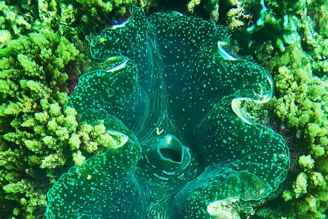 Private Catamaran Charter to Low Isles with Snorkelling and Lunch - Setting Sail from Port Douglas: The Journey Begins