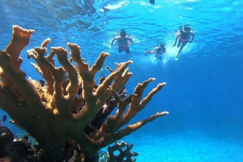 Private Catamaran in Cozumel: El Cielo and Turtle Sanctuary - Key Points