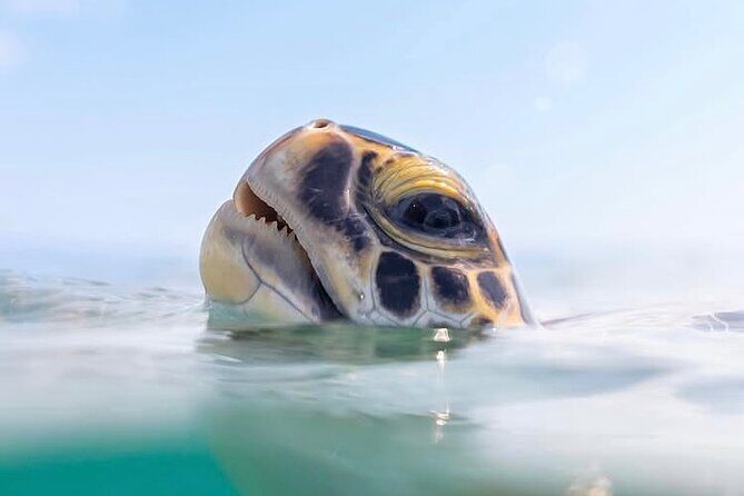 Private catamaran sail & snorkel - Who Is This Tour Best Suited For?