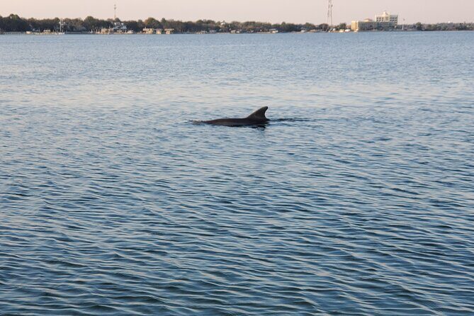 Private Catamaran Sunset Cruise with Dolphin watching - Why You Should Consider This Tour