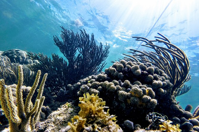 Private Cenote & Snorkeling Tour With Turtles in Akumal - Turtle Sightings