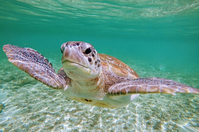 Private Cenote & Snorkeling Tour With Turtles in Akumal - Hassle-free Independent Trip