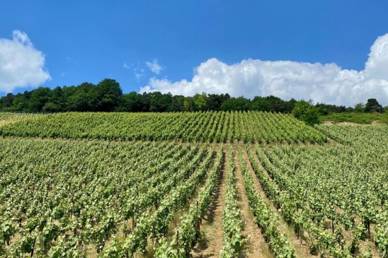 Private Champagne Moet Chandon, Pommery, Pressoria Day Trip - Itinerary Details