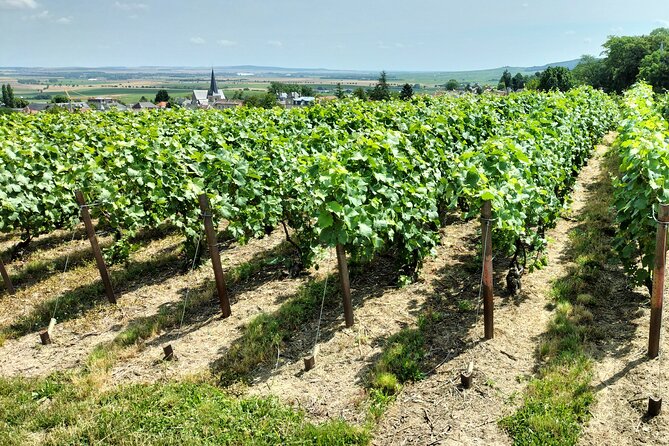 Private Champagne Tour Veuve Clicquot, Moet & Chandon From Reims - Pickup and Transportation