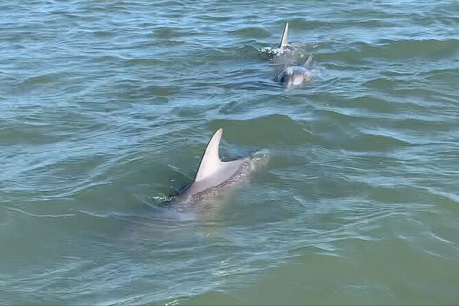 Private Charleston Dolphin and Eco Boat Tour - Unique Features of the Tour