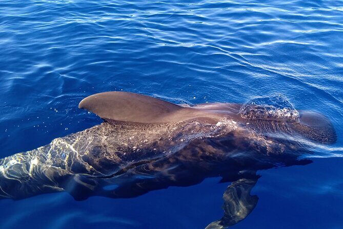 Private Charter 2 Hours Whale Watching Puerto Colon Adeje - Key Points