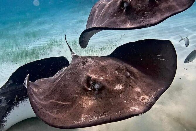 Private Charter 34ft Express Cruiser Stingay City Reef Snorkeling - The Sum Up