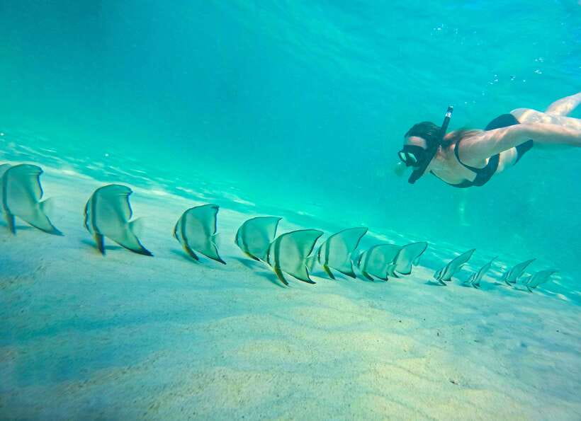 Private Charter Boat Around Koh Tao Snorkel Paradise - Snorkeling and Marine Life