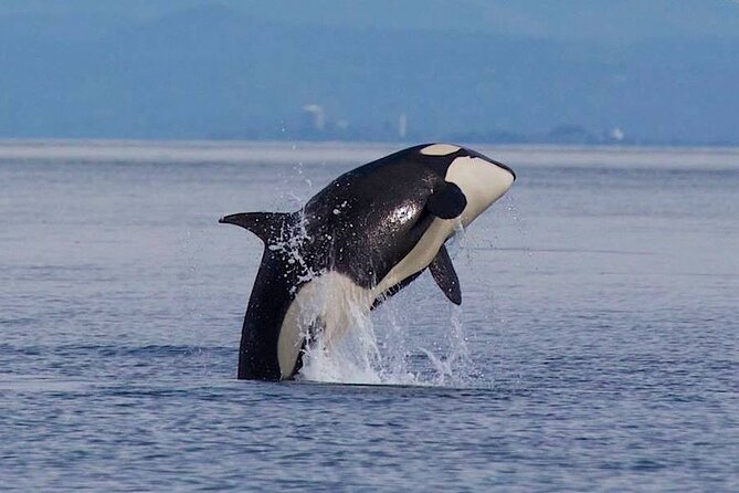 Private Charter - Marine Adventure and Whale Watching - What to Bring