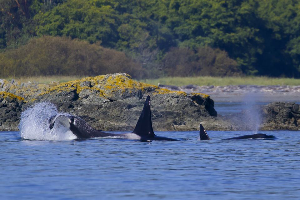 Private Charter - Marine Life and Whale-Watching Boat Tour - Viewing Areas and Cabin Amenities