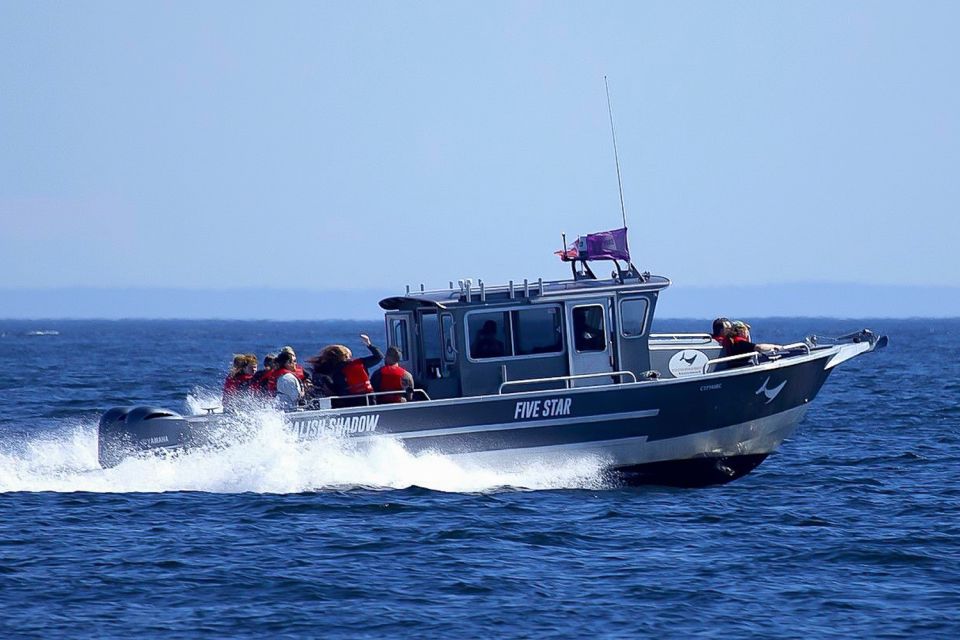 Private Charter - Marine Life and Whale-Watching Boat Tour - Meeting Point and Arrival Time