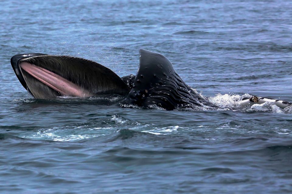 Private Charter - Marine Life and Whale-Watching Boat Tour - Age and Health Restrictions