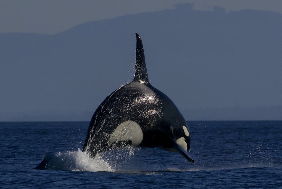 Private Charter - Marine Life and Whale-Watching Boat Tour - COVID-19 Safety Protocols