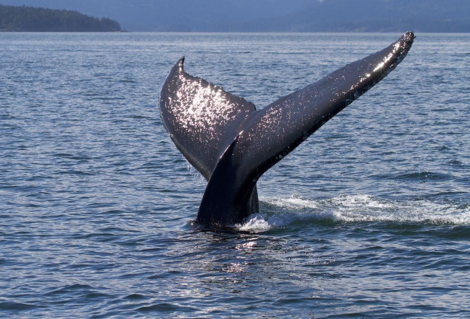 Private Charter - Marine Life and Whale-Watching Boat Tour - Weather Conditions and Cancellations