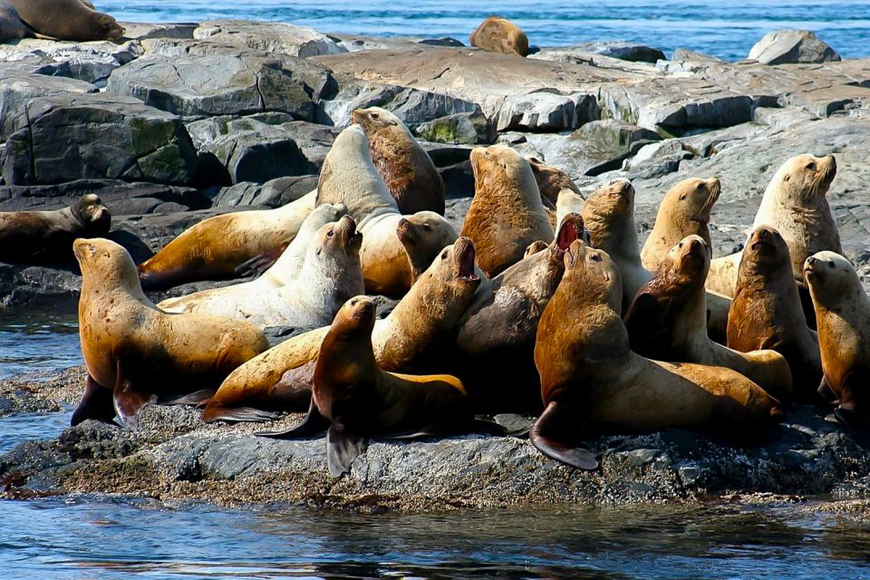 Private Charter - Marine Life and Whale-Watching Boat Tour - Frequently Asked Questions