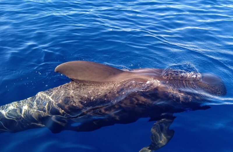 Private Charter Private Charter to See the Whales - 2 Hours - Itinerary and Locations