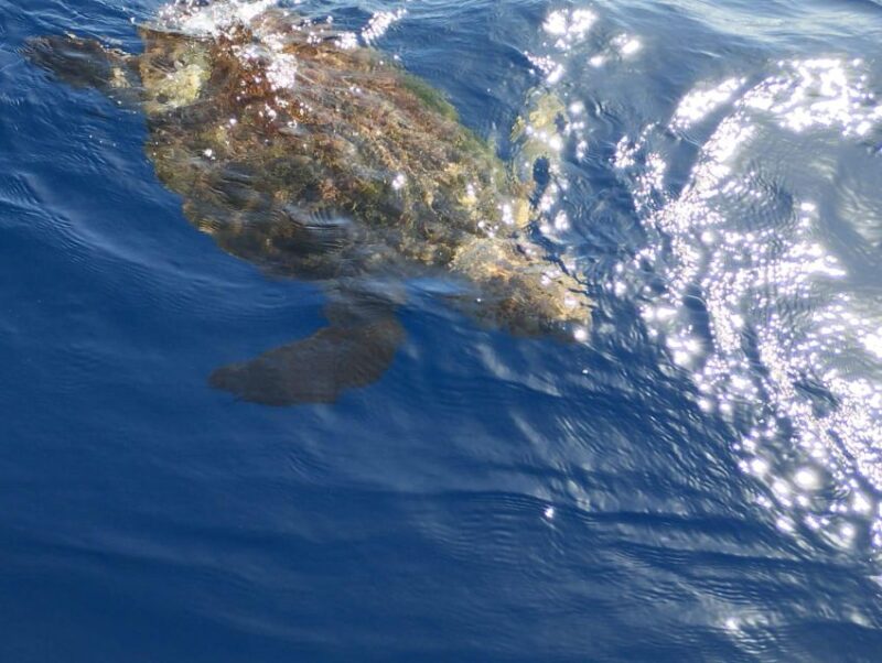 Private Charter Private Charter to See the Whales - 2 Hours - Experience Highlights