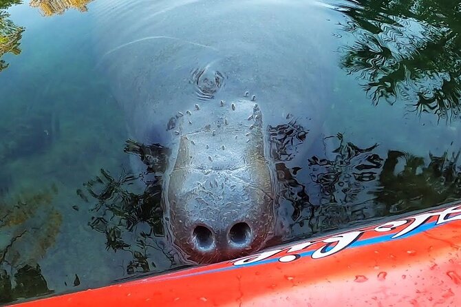 Private Chassahowitzka River Exploration Kayak Tour - Pricing and Booking Details