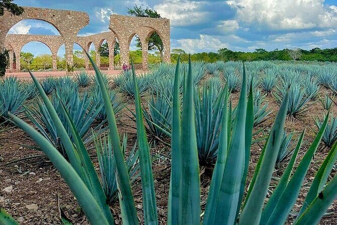 Private Chichen Itza, Cenote, Tequila Factory and Valladolid Tour - The Sum Up