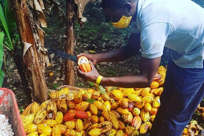 Private Chocolate Making Class - An In-Depth Look at the Chocolate Making Tour