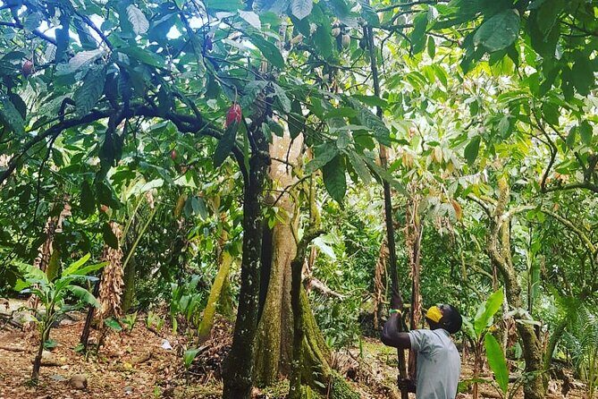 Private Chocolate Making Class - The Sum Up
