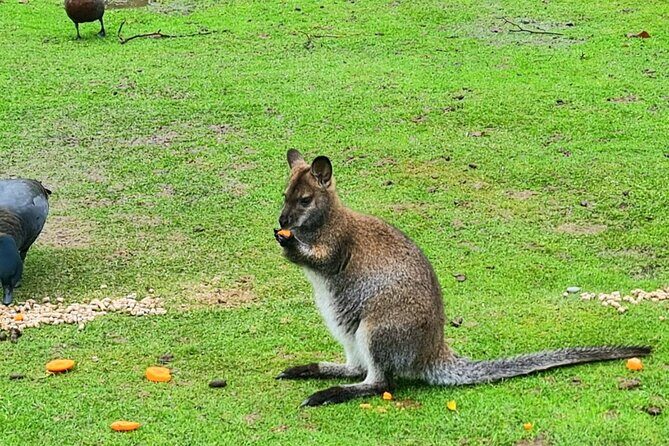 Private Christchurch City Highlight Half Day Tour - Is This Tour Worth the Price?