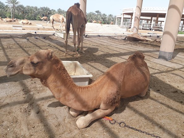 Private City Tour and Sightseeing in Bahrain - Health and Accessibility Considerations