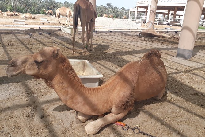 Private City Tour and Sightseeing in Bahrain - Scheduling and Availability