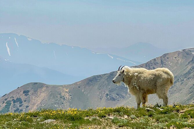 Private Colorado Backcountry 4x4 Off Road Adventure Tour - Genuine Insights from Past Travelers