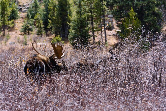 Private Colorado Backcountry 4x4 Off Road Adventure Tour - Who Should Consider This Tour?
