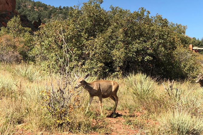Private Colorado Springs Tour: Garden of the Gods and Pikes Peak - Traveler Requirements and Recommendations