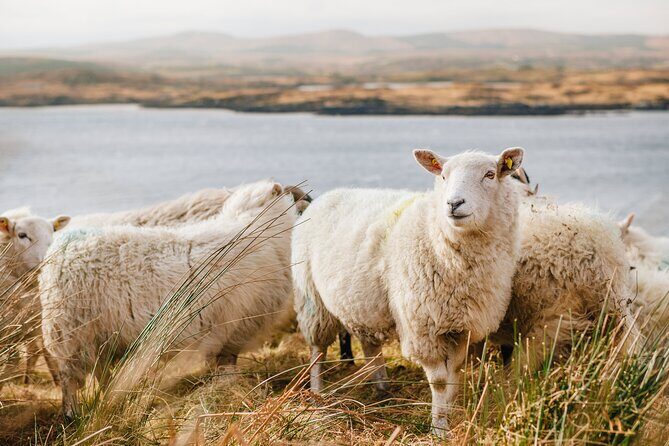 Private Connemara Day Tour - Practical Details and What They Mean for You
