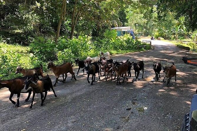Private Cultural 3-Hour Safari Tour in an ATV From Montego Bay - Participant Information